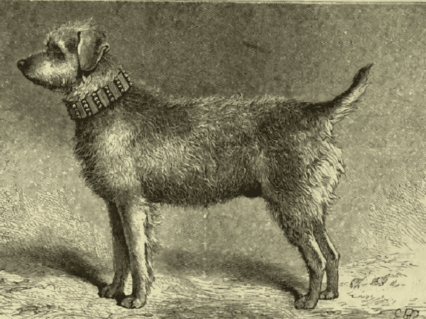Illustration: Thunder, a Bingley Terrier and one of the founders of the Airedale Terrier, 1881. Credit: Wikimedia Commons.