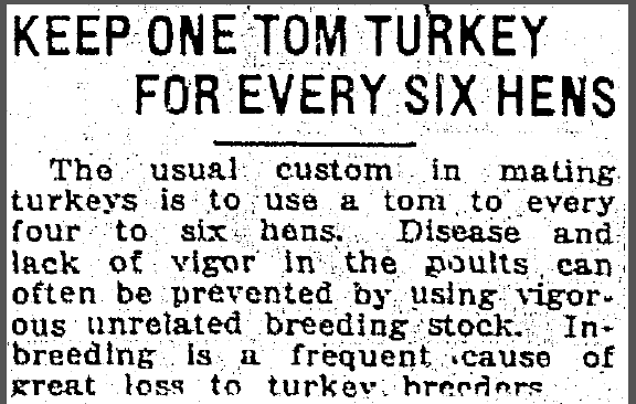 jackson-citizen-patriot-newspaper-0201-1922-turkey-breeding Keep One Tom Turkey for Every Six Hens, Jackson Citizen Patriot newspaper article 1 February 1922