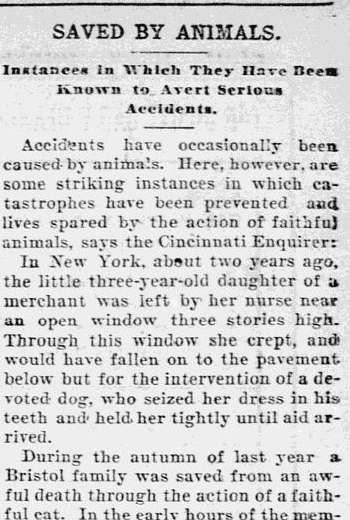 daily-herald-newspaper-0810-1900-animal-rescues Saved by Animals, Daily Herald newspaper article 10 August 1900