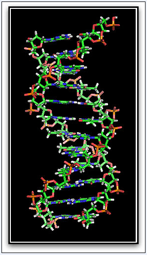 illustration of a section of DNA