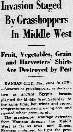An article about an infestation of grasshoppers, Dallas Morning News newspaper article 21 June 1936