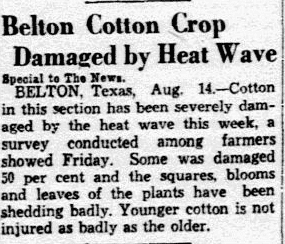 An article about the heat wave devastating the cotton crop, Dallas Morning News newspaper article 15 August 1936