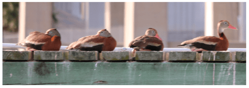 Photo: Black-Bellied Whistling Ducks