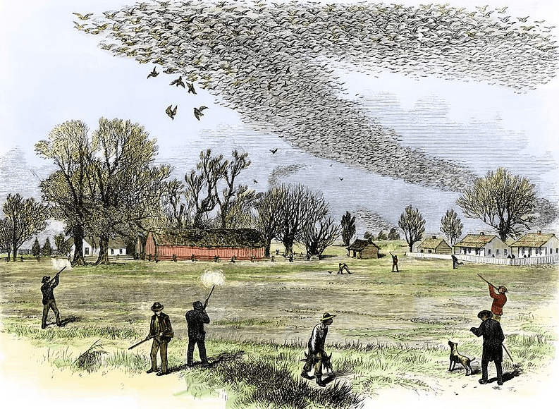 Illustration: “Passenger Pigeon Flock Being Hunted in Louisiana,” by Smith Bennett, 1875