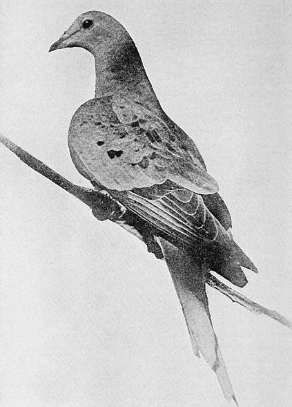 Photo: Martha, the last passenger pigeon, 1912