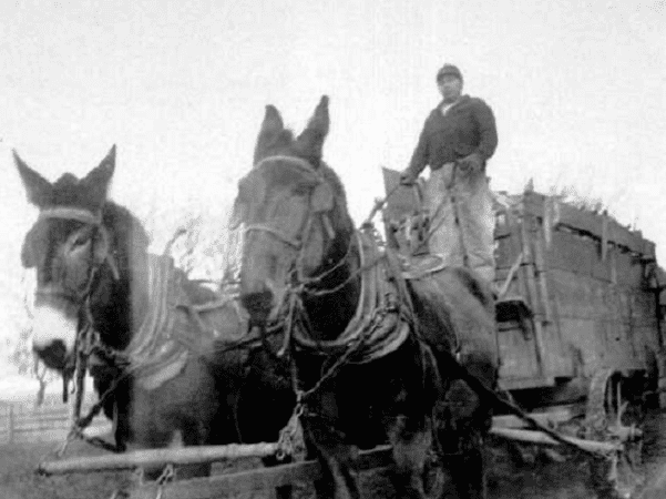 Photo: Iowa farmer driving mule-drawn wagon. Credit: JGKlein; Wikimedia Commons.