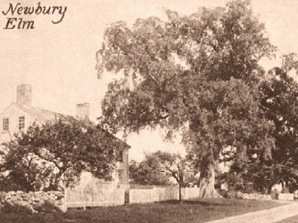 Photo: "Newbury Elm," Newbury, Massachusetts, from a c. 1910 postcard. Credit: Wikimedia Commons.