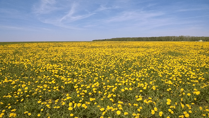 Photo: field with flowering dandelions, Tatarstan, Russia