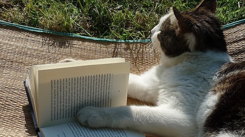 Photo: cat with a book