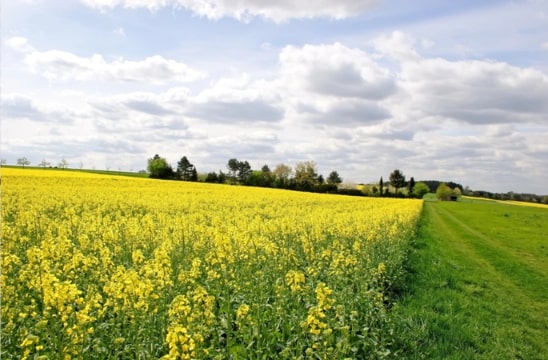 Photo: farmland. Photo credit: https://depositphotos.com/home.html