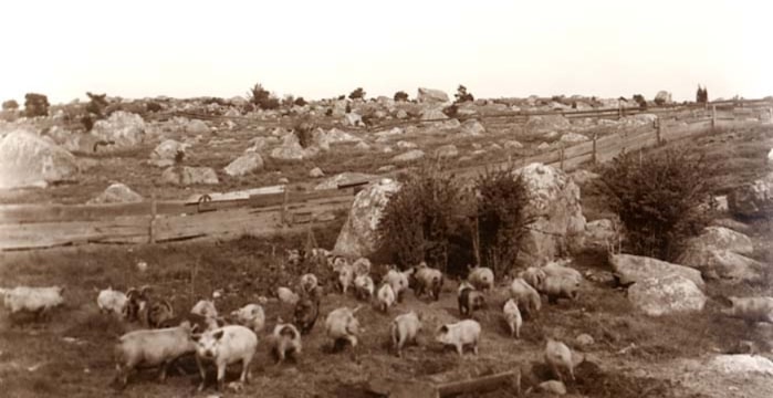 Photo: Dogtown, Massachusetts, 1908. Credit: Alice Curtis; Wikimedia Commons.