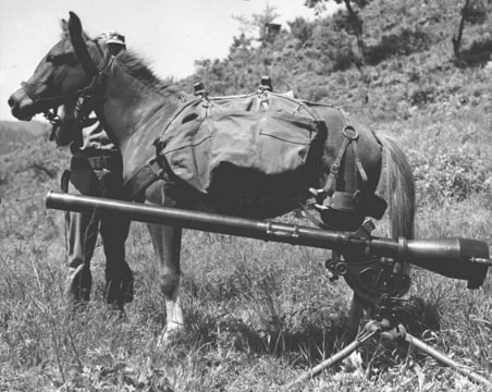 Photo: Sergeant Reckless, a highly decorated U.S. Marine Corps artillery horse in the Korean War, pictured beside a 75mm recoilless rifle, between c. 1952-1955. Credit: Andrew Geer or another member of the United States Marine Corps; Wikimedia Commons.