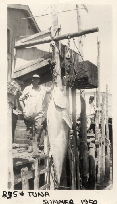 Photo: Nathaniel H. Wixon and tuna, 1950. Credit: Jennifer (Koehler) Mackall.