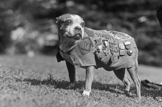 Photo: Sergeant Stubby wearing military uniform and decorations, c. 1920. Credit: Wikimedia Commons.