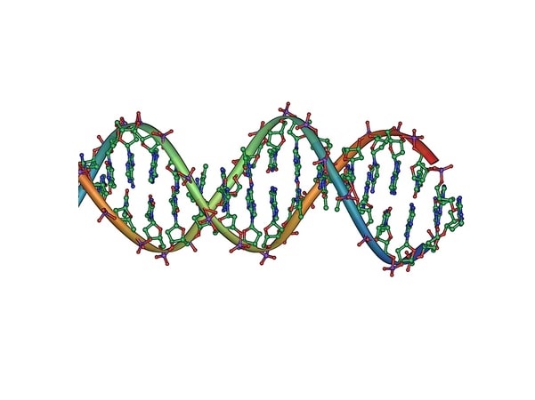 Illustration: DNA double helix horizontal. Credit: Jerome Walker; Wikimedia Commons.